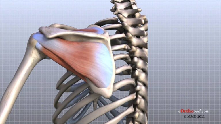 Anatomía del Hombro: Guía Completa con Animación 3D