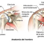 Anatomía del hombro: Huesos, músculos y movimientos – La articulación más móvil del cuerpo