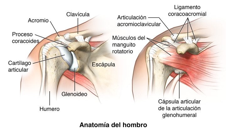 Anatomía del hombro: Huesos, músculos y movimientos – La articulación más móvil del cuerpo