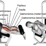 Curl Femoral con Máquina: Guía Completa para Fortalecer Tus Isquiotibiales