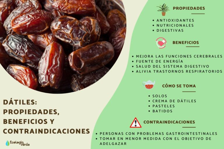 Dátiles: Propiedades, Beneficios y Uso en la Cocina – Guía Completa