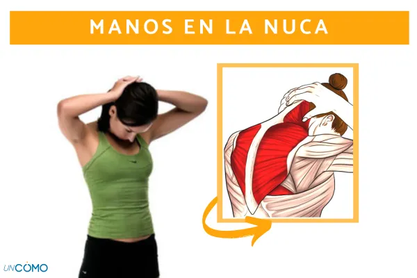 Ejercicios Cuello y Trapecio: Rutina Completa para Fortalecer y Flexibilizar