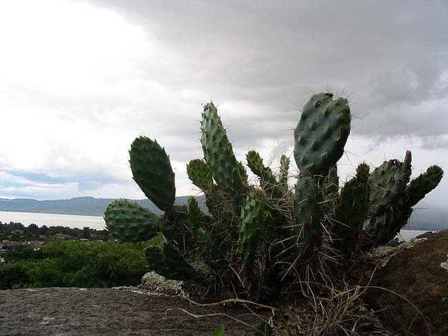 El Cactus: Un Alimento Desconocido con Propiedades Increíbles