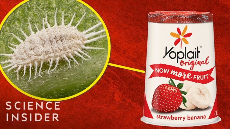 El secreto del rojo en los yogures de fresa: ¿Es de la fruta o de un insecto?