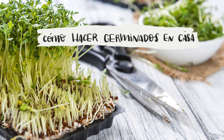 Germinados: Beneficios, Cómo Hacerlos en Casa y Más – Guía Completa