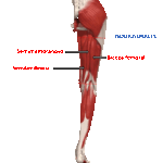 Isquiosurales: Anatomía, Función y Entrenamiento Correcto