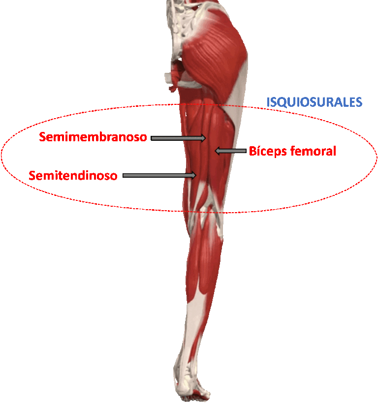 Isquiosurales: Anatomía, Función y Entrenamiento Correcto