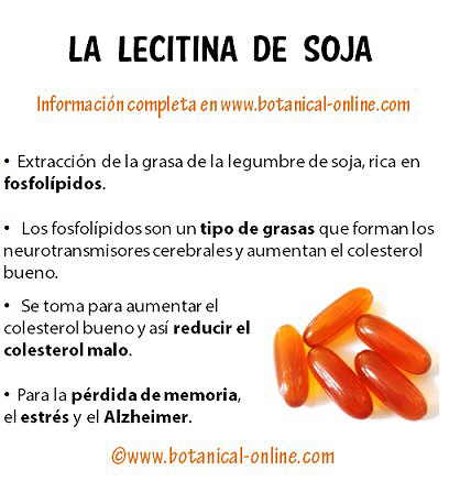 Lecitina de Soja: Propiedades, Beneficios y Uso en Cocina – Guía Completa