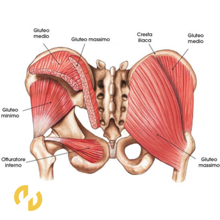 Músculos Glúteo:   Anatomía y Función para Entrenamientos Efectivos