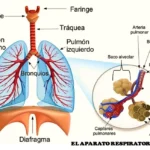 Músculos Respiratorios: Guía Completa para Entender la Respiración – Función y Tipos