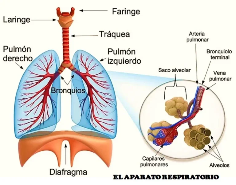 Músculos Respiratorios: Guía Completa para Entender la Respiración – Función y Tipos