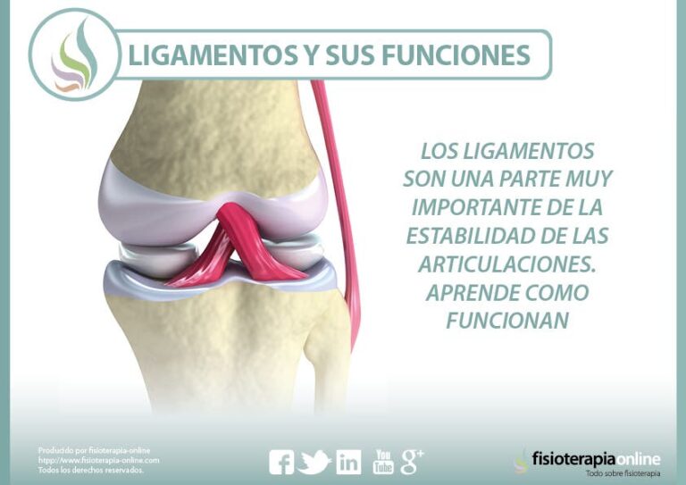 ¿Qué son los ligamentos? Guía completa a la estabilidad articular