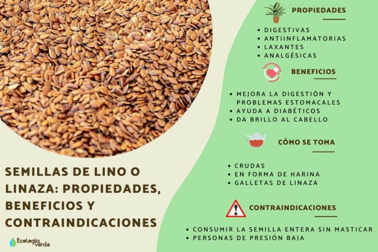 Semillas de Lino: Propiedades, Beneficios y Recetas Saludables