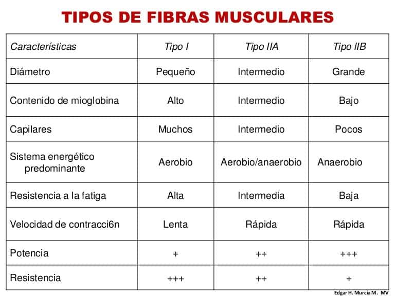 Tipos de Fibras Musculares: Descubre su Función y Cómo Influyen en tu Rendimiento