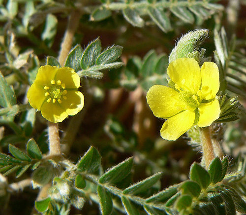 Tribulus Terrestris: ¿Realidad o Mito? Desmitificando sus Efectos